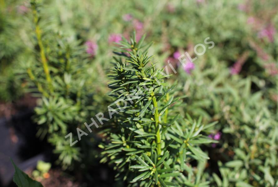 Tis prostřední 'Wojtek' - Taxus media 'Wojtek'