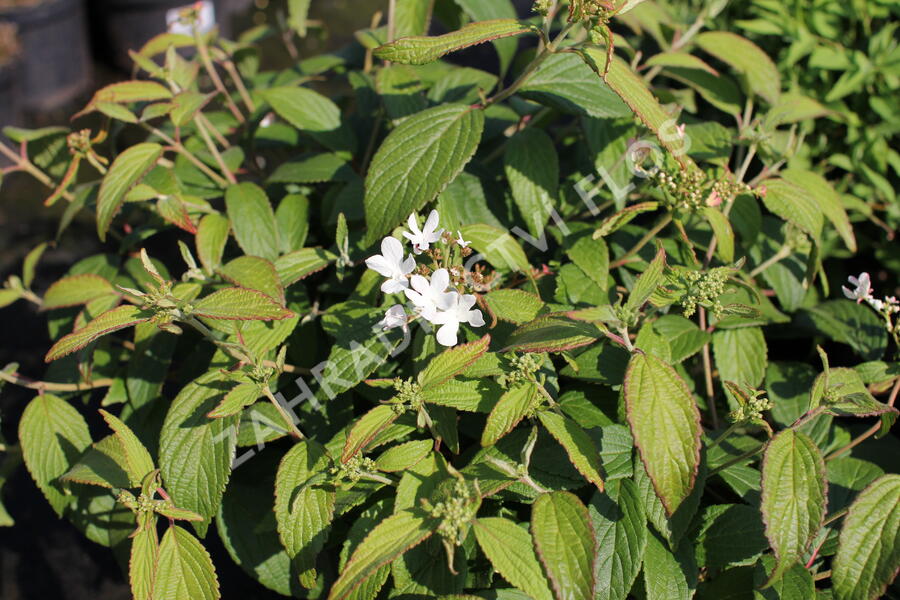 Kalina japonská 'Pinkawai' - Viburnum plicatum 'Pinkawai'
