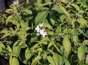 Kalina japonská 'Pinkawai' - Viburnum plicatum 'Pinkawai'