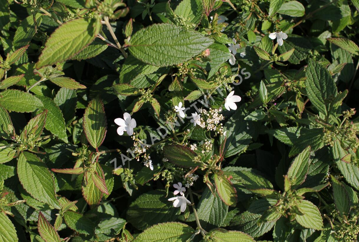 Kalina japonská 'Pinkawai' - Viburnum plicatum 'Pinkawai'