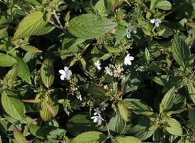 Kalina japonská 'Pinkawai' - Viburnum plicatum 'Pinkawai'