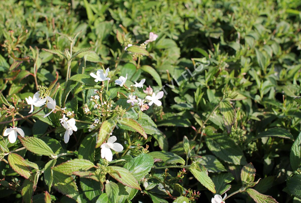 Kalina japonská 'Pinkawai' - Viburnum plicatum 'Pinkawai'