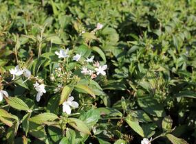 Kalina japonská 'Pinkawai' - Viburnum plicatum 'Pinkawai'