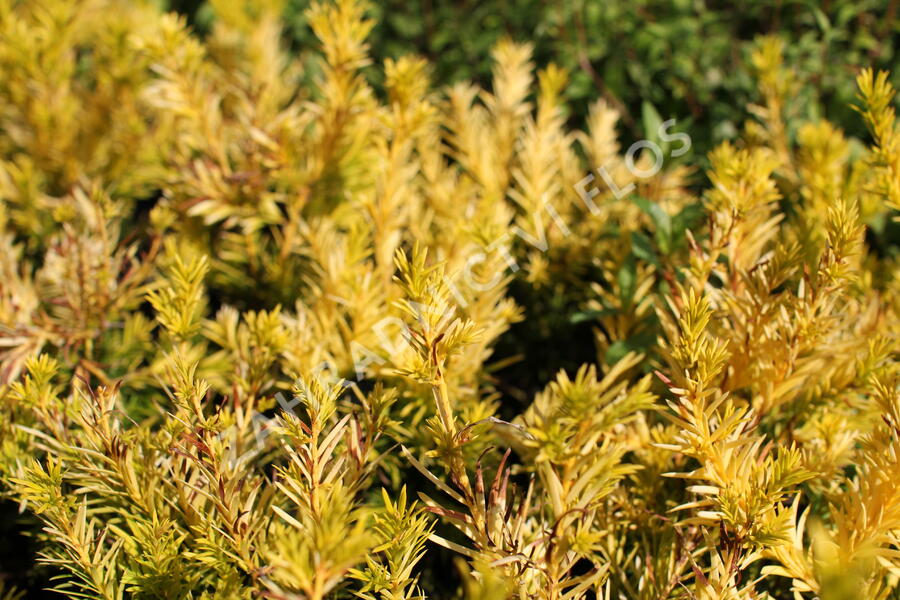 Tis prostřední 'Yellow Land' - Taxus media 'Yellow Land'