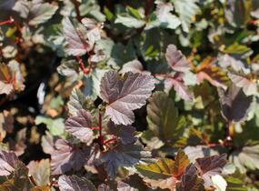 Tavola kalinolistá 'Zdechovice' - Physocarpus opulifolius 'Zdechovice'
