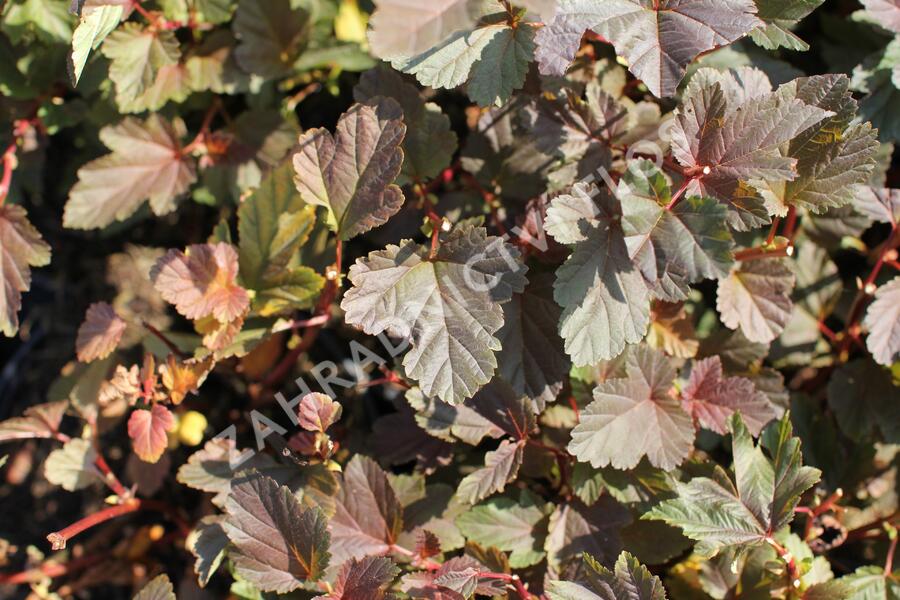 Tavola kalinolistá 'Zdechovice' - Physocarpus opulifolius 'Zdechovice'