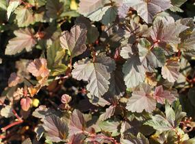 Tavola kalinolistá 'Zdechovice' - Physocarpus opulifolius 'Zdechovice'