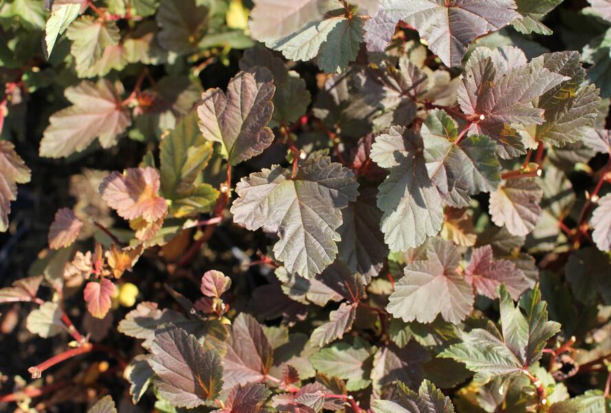 Tavola kalinolistá 'Zdechovice' - Physocarpus opulifolius 'Zdechovice'