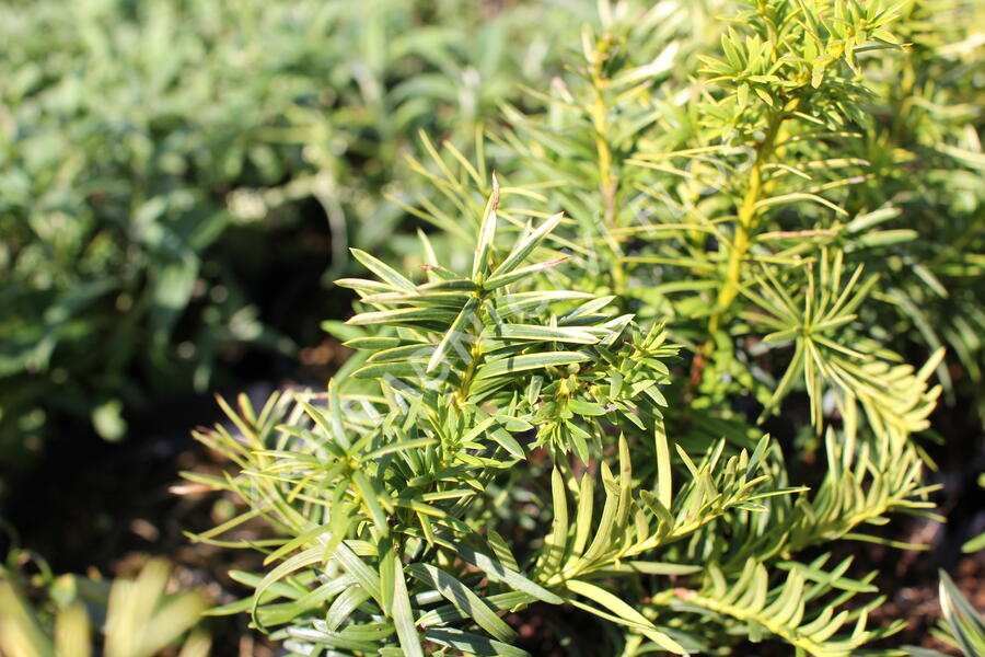 Tis červený 'Orange Alf' - Taxus baccata 'Orange Alf'
