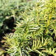 Tis červený 'Orange Alf' - Taxus baccata 'Orange Alf'