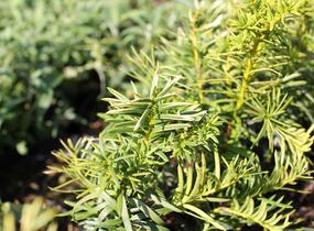 Tis červený 'Orange Alf' - Taxus baccata 'Orange Alf'
