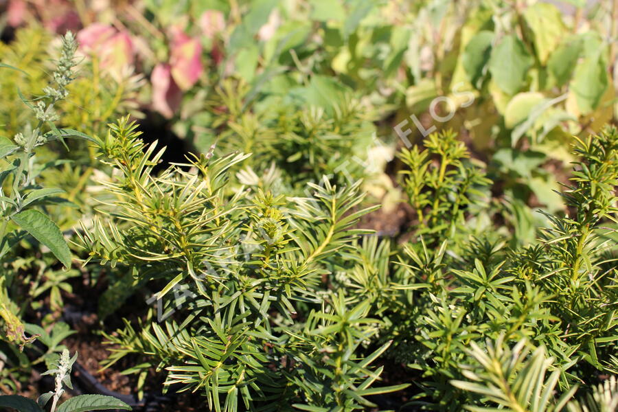 Tis červený 'Orange Alf' - Taxus baccata 'Orange Alf'