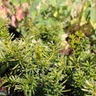 Tis červený 'Orange Alf' - Taxus baccata 'Orange Alf'