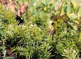 Tis červený 'Orange Alf' - Taxus baccata 'Orange Alf'