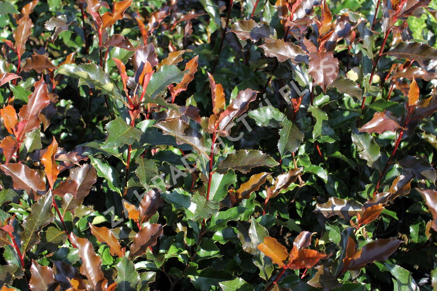Blýskavka Fraserova 'Magical Vulcano' - Photinia fraseri 'Magical Vulcano'