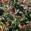 Blýskavka Fraserova 'Magical Vulcano' - Photinia fraseri 'Magical Vulcano'