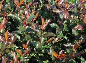 Blýskavka Fraserova 'Magical Vulcano' - Photinia fraseri 'Magical Vulcano'