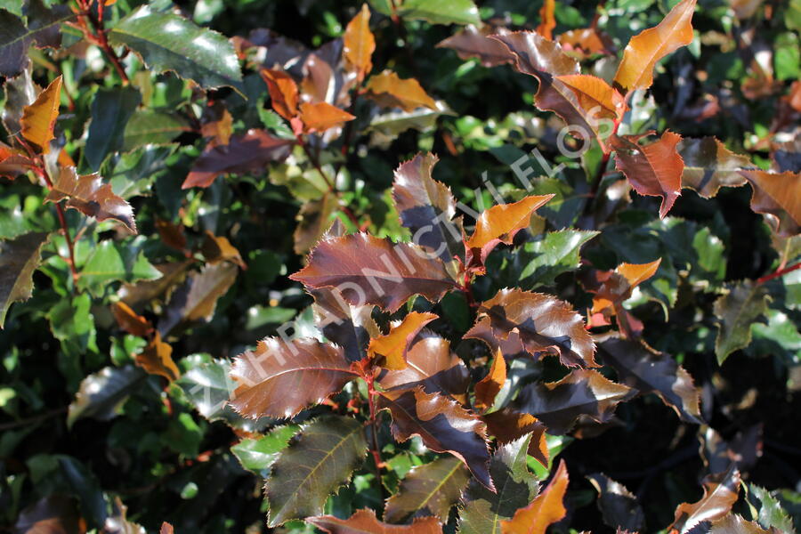 Blýskavka Fraserova 'Magical Vulcano' - Photinia fraseri 'Magical Vulcano'