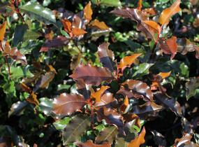 Blýskavka Fraserova 'Magical Vulcano' - Photinia fraseri 'Magical Vulcano'