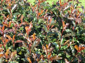Blýskavka Fraserova 'Magical Vulcano' - Photinia fraseri 'Magical Vulcano'