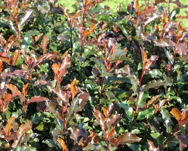 Blýskavka Fraserova 'Magical Vulcano'