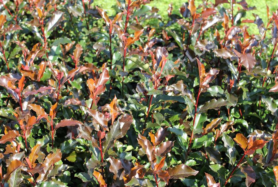 Blýskavka Fraserova 'Magical Vulcano' - Photinia fraseri 'Magical Vulcano'