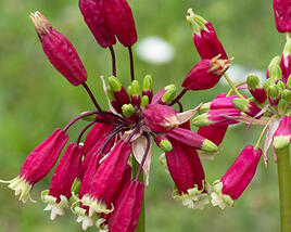 Dichelostemma ida-maia