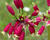 Dichelostemma ida-maia