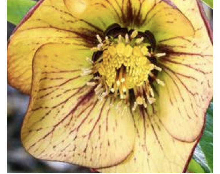 Čemeřice 'SP Anja Oudolf' - Helleborus hybridus 'SP Anja Oudolf'
