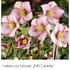 Helleborus hybridus 'Ice N' Roses Carlotta'.jpg