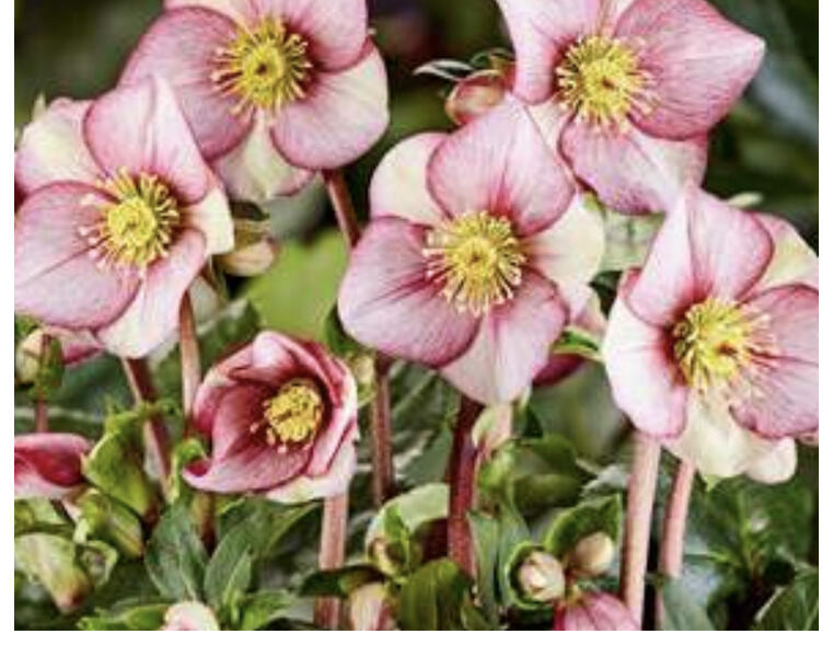Čemeřice 'Ice N' Roses Carlotta' - Helleborus hybridus 'Ice N' Roses Carlotta'