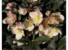 Čemeřice 'HGC Camelot' - Helleborus hybridus 'HGC Camelot'