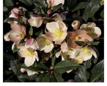 Čemeřice 'HGC Camelot'