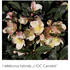 Helleborus hybridus 'HGC Camelot'.jpg