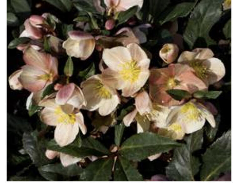 Čemeřice 'HGC Camelot' - Helleborus hybridus 'HGC Camelot'