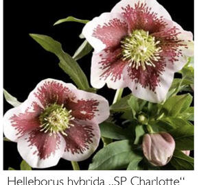 Čemeřice 'SP Charlotte' - Helleborus hybridus 'SP Charlotte'