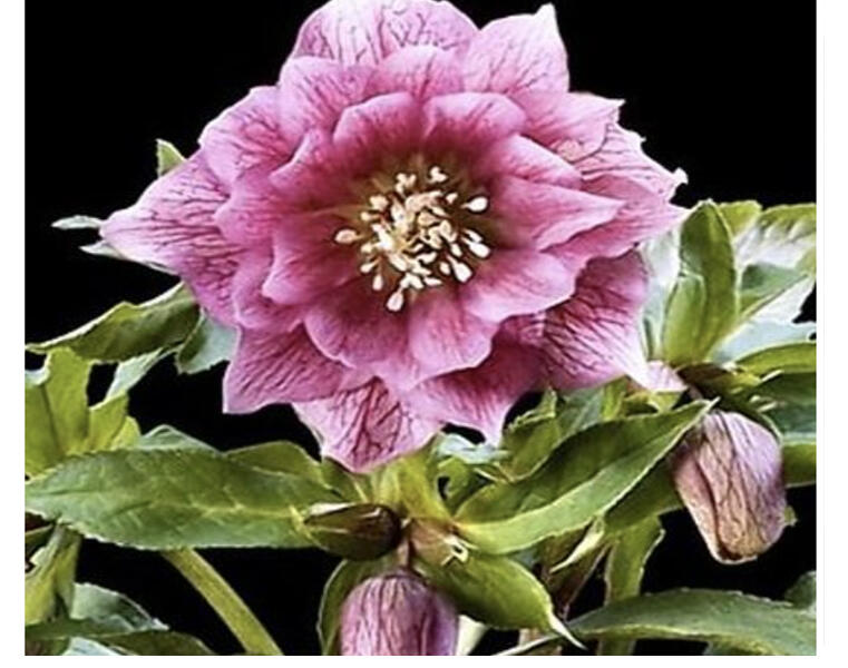 Čemeřice 'SP Elly' - Helleborus hybridus 'SP Elly'