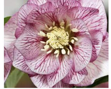 Čemeřice 'SP Lily'