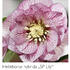 Helleborus hybridus 'SP Lily'.jpg