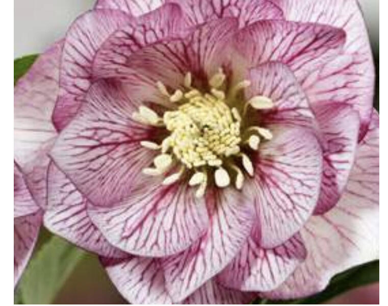 Čemeřice 'SP Lily' - Helleborus hybridus 'SP Lily'