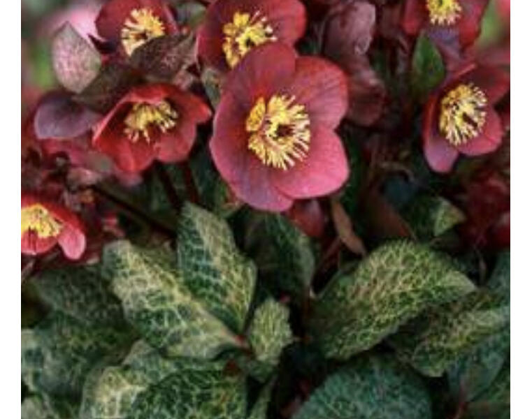 Čemeřice 'Ice N' Roses Mona Marble' - Helleborus hybridus 'Ice N' Roses Mona Marble'