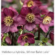 Čemeřice 'HGC Winter Ballet Leila' - Helleborus hybridus 'HGC Winter Ballet Leila'