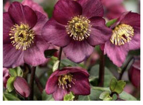 Čemeřice 'HGC Winter Ballet Leila' - Helleborus hybridus 'HGC Winter Ballet Leila'