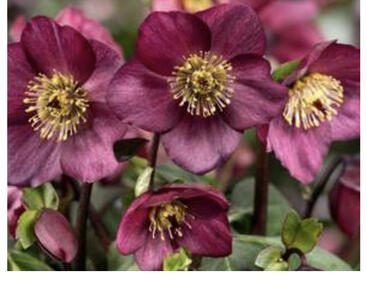 Čemeřice 'HGC Winter Ballet Leila'