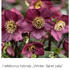 Helleborus hybridus 'HGC Winter Ballet Leila'.jpg