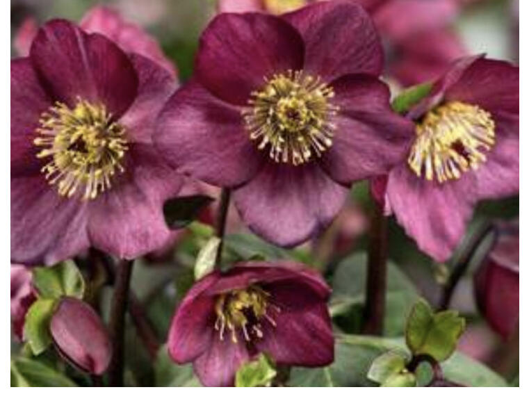 Čemeřice 'HGC Winter Ballet Leila' - Helleborus hybridus 'HGC Winter Ballet Leila'