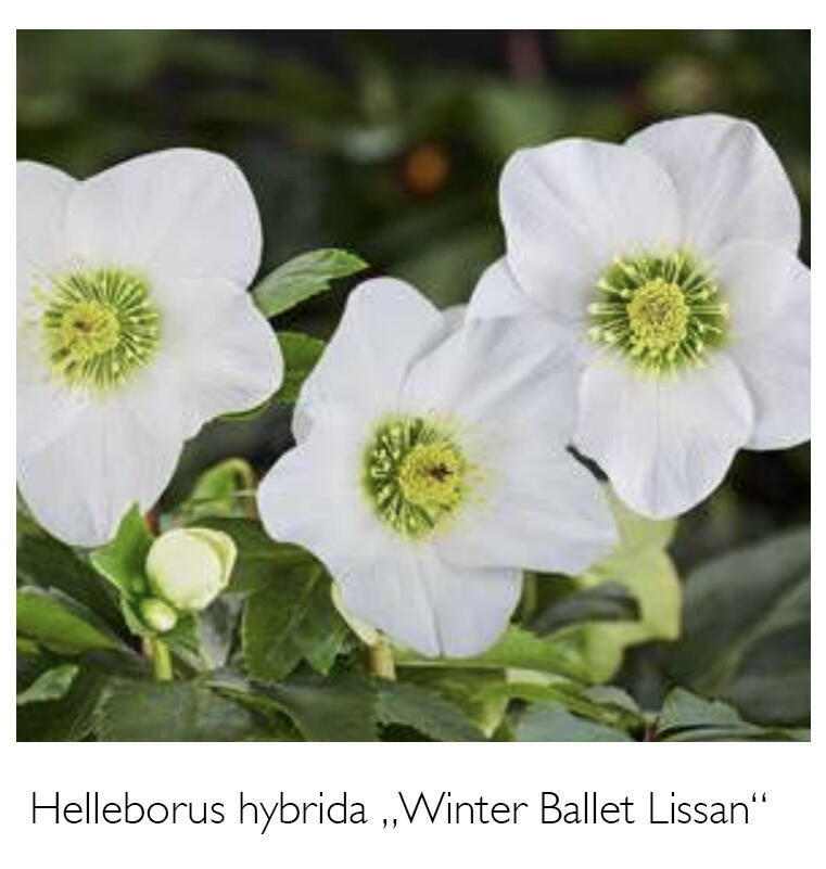 Čemeřice 'HGC Winter Ballet Lisann' - Helleborus hybridus 'HGC Winter Ballet Lisann'