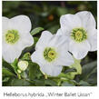 Čemeřice 'HGC Winter Ballet Lisann' - Helleborus hybridus 'HGC Winter Ballet Lisann'