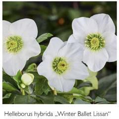 Čemeřice 'HGC Winter Ballet Lisann' - Helleborus hybridus 'HGC Winter Ballet Lisann'