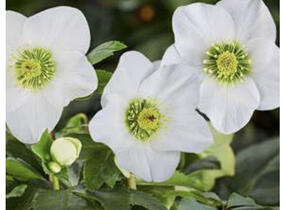 Čemeřice 'HGC Winter Ballet Lisann' - Helleborus hybridus 'HGC Winter Ballet Lisann'